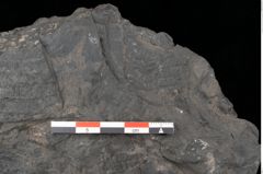 Foto (Detailansicht) von Acrostichopteris lunzensis Ettingshausen (NHMW-GEO-2024-0188-10524)